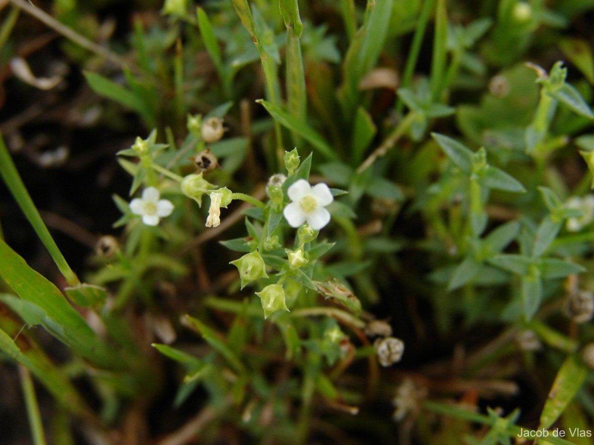 Mitrasacme prolifera R.Br.
